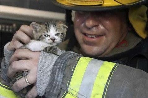 political-pictures-fireman-kitten-salary-senator.jpg