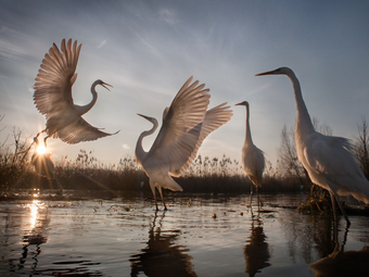 Magyar fotográfust díjaztak a NatGeo fotópályázatán