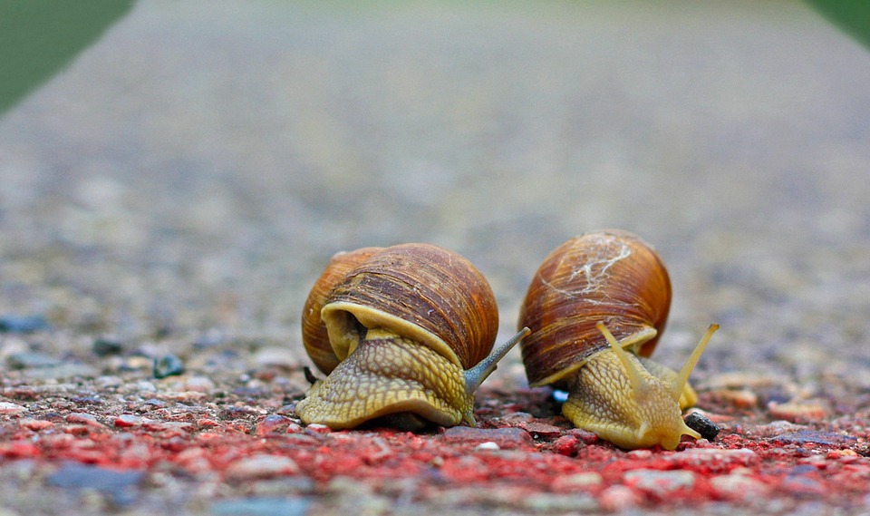 snails-1540696_960_720.jpg