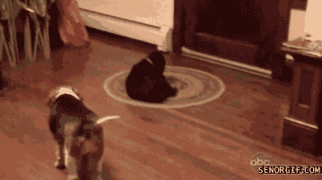 10.gif