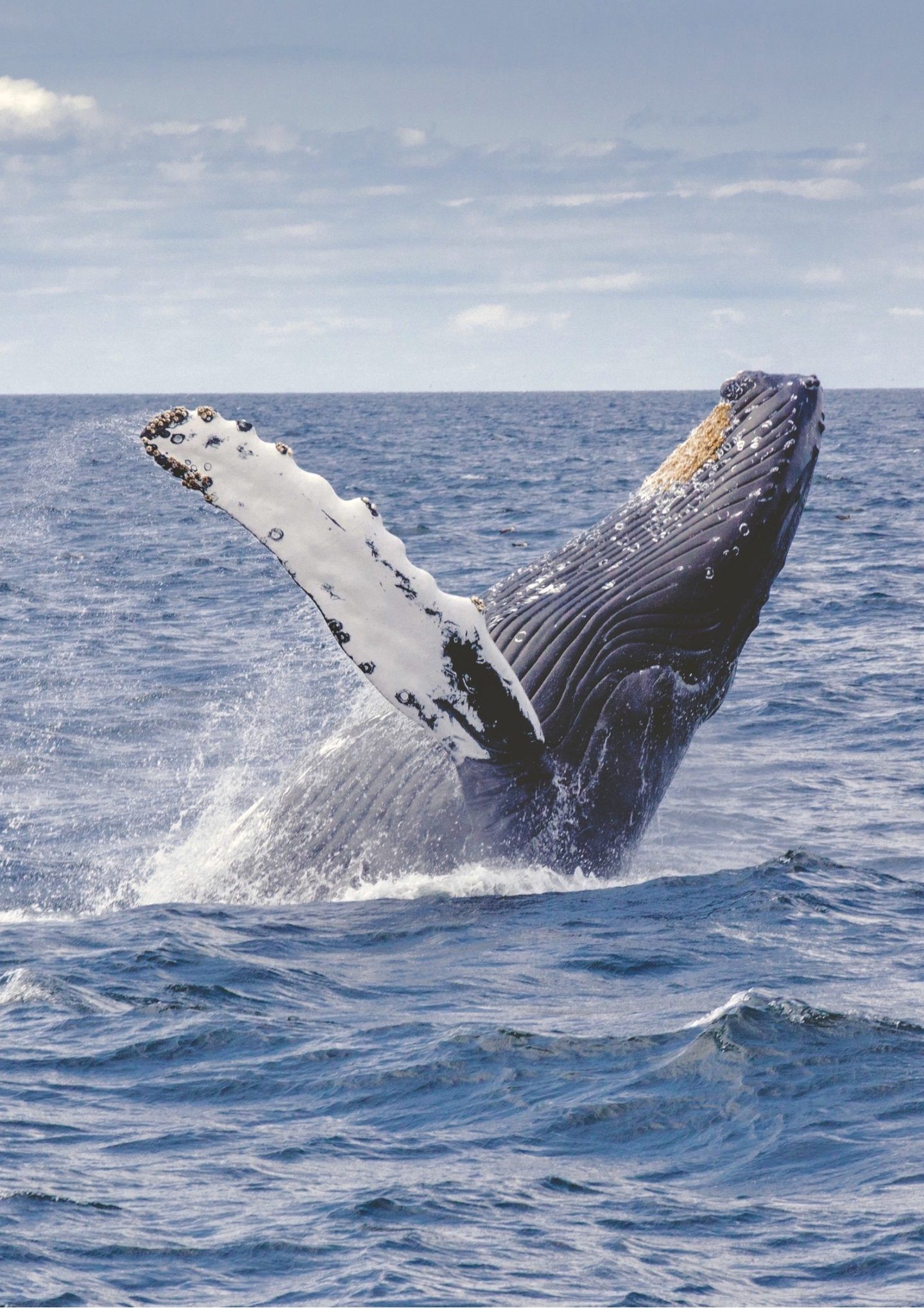 a_whale_of_a_time_on_sydney_harbour.jpg