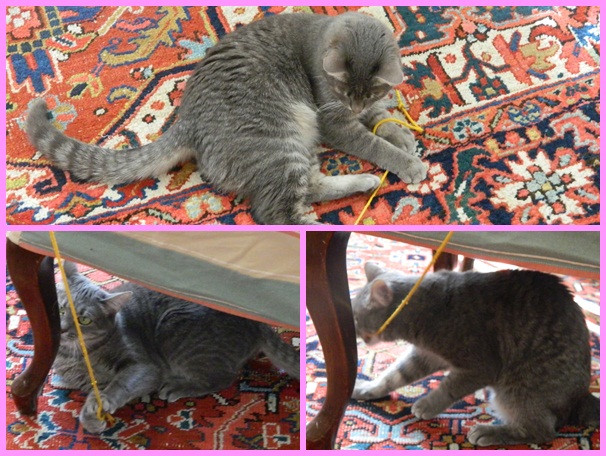 Lizzy playing with string Lizzy playing with string