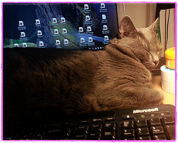 Missy asleep on the job Missy asleep on the job