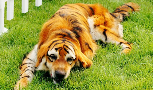 arany%20retriever%20tigris.jpg