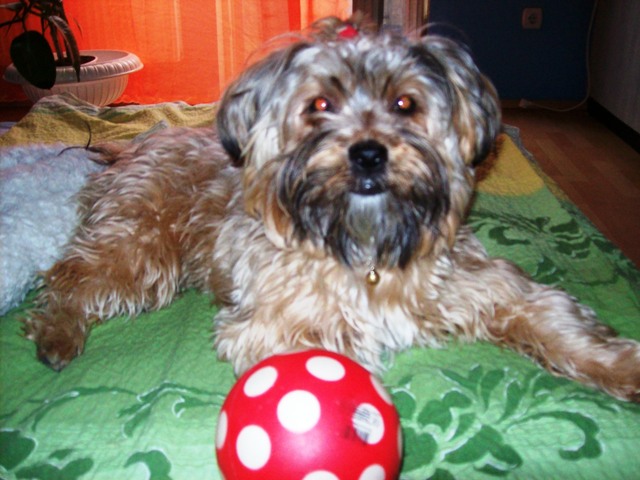 MAZSI labdzik