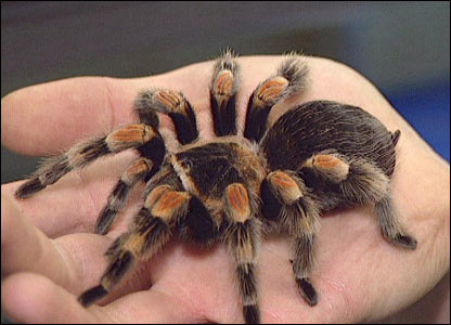Lifestyle: The tarantulas are 