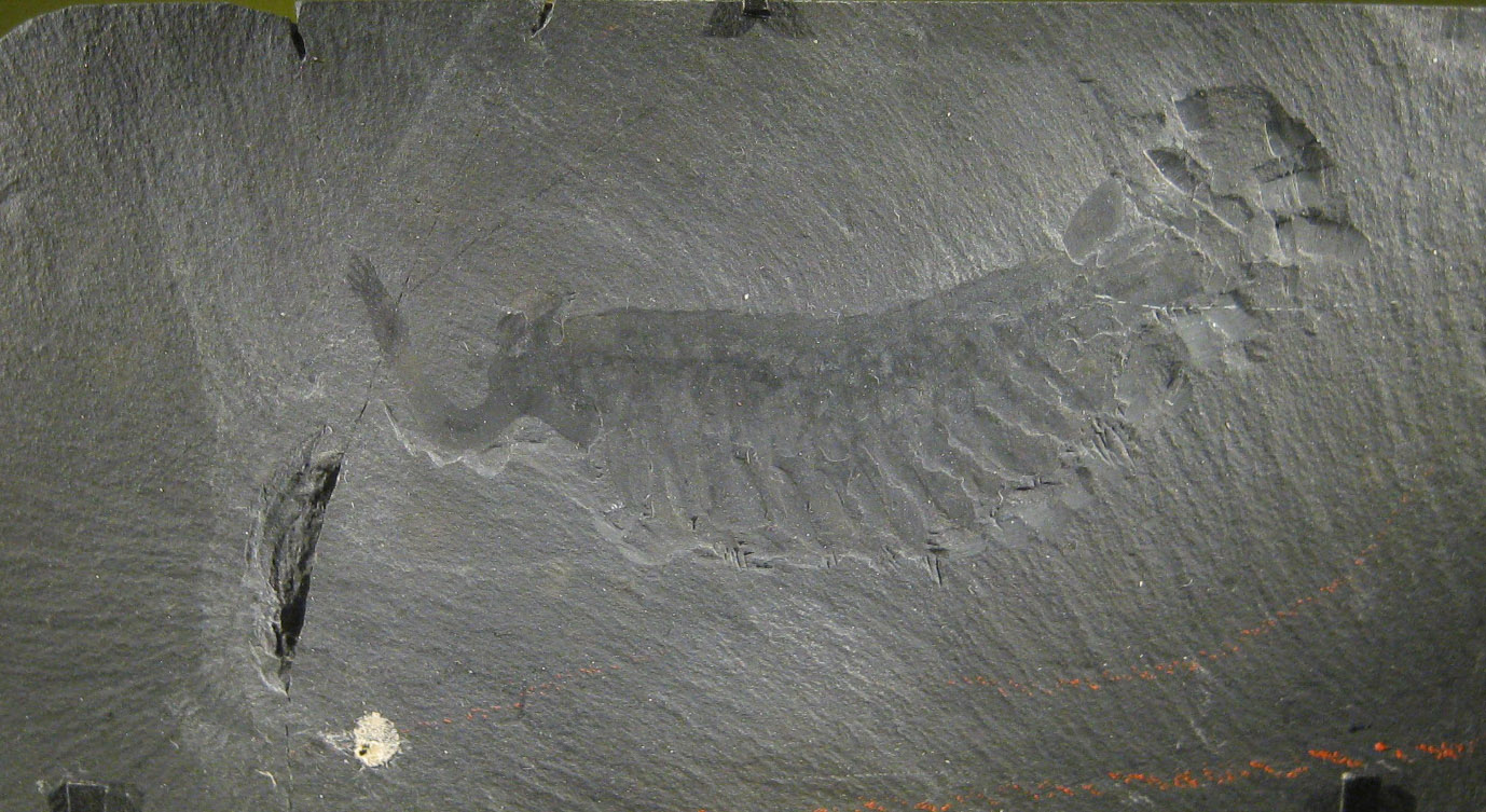 opabinia_smithsonian.jpg