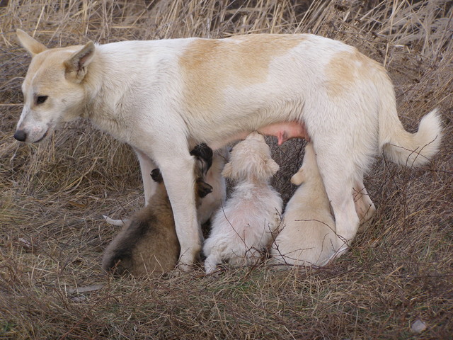 perbaltinnyei_kolykok_057_090123.jpg