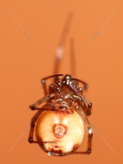 steatoda_triangulosa_3.jpg