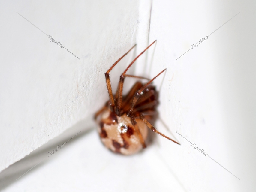 steatoda_triangulosa_4.jpg