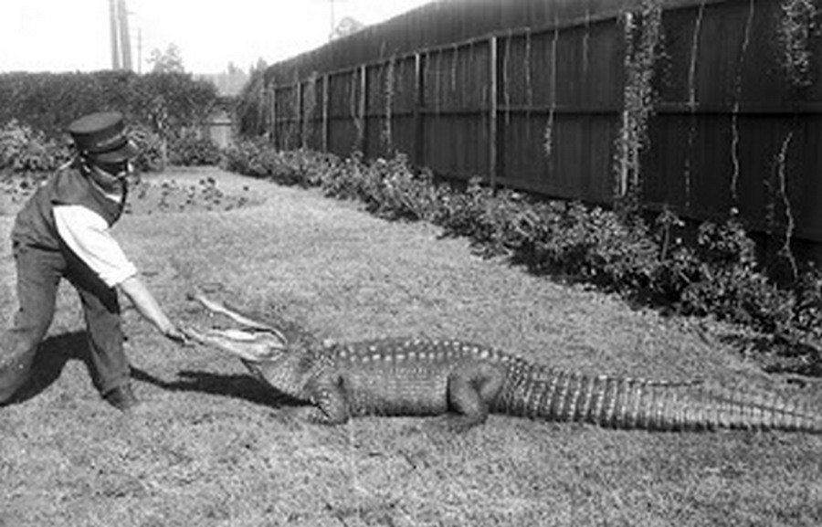 los_angeles_alligator_farm_1920s_10.jpg