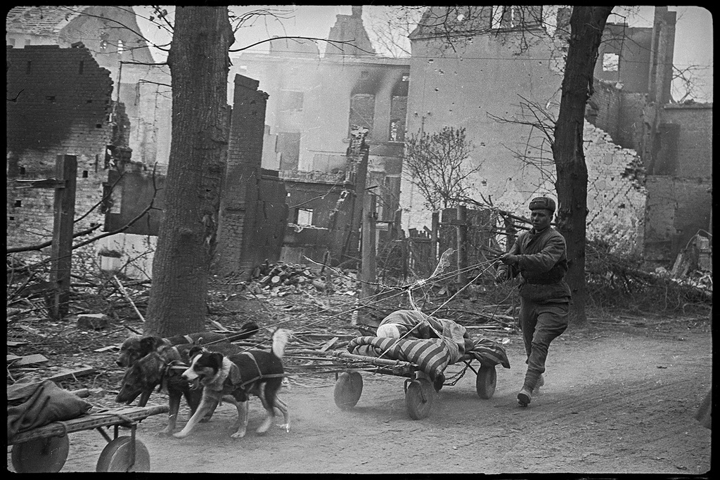 1945_aprilis_kutyak_altal_huzott_kocsin_szallitjak_a_sebesultet_a_nemet_seelow_varosaban_a_szovjet_tamadas_idejen.jpeg