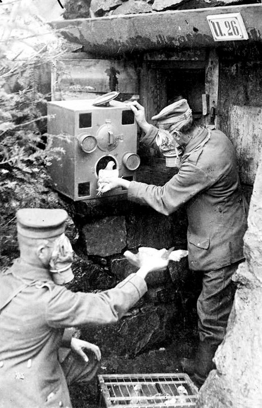1918_german_soldiers_in_gas_masks_placing_carrier_pigeons_into_a_gas-proof_chamber_ww1.jpg