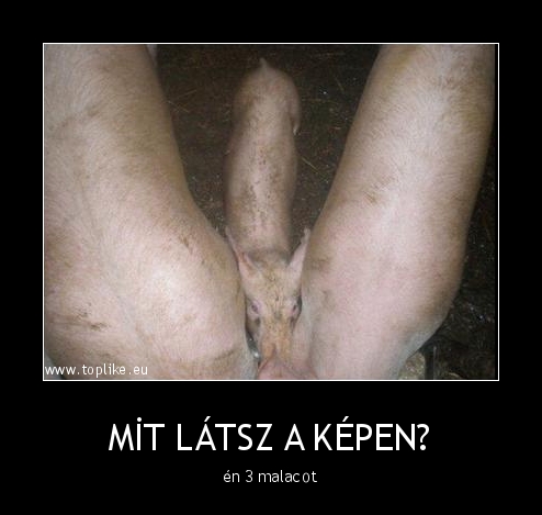 Kép