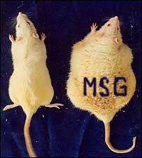 msg-rat.jpg