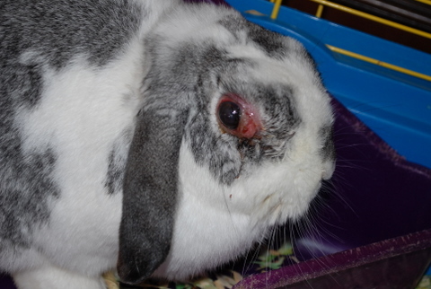 rabbit gooppy eye and nose and sneezing