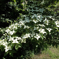 Dogwood+tree+tattoo+meaning