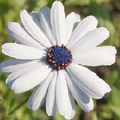daisy flower facts