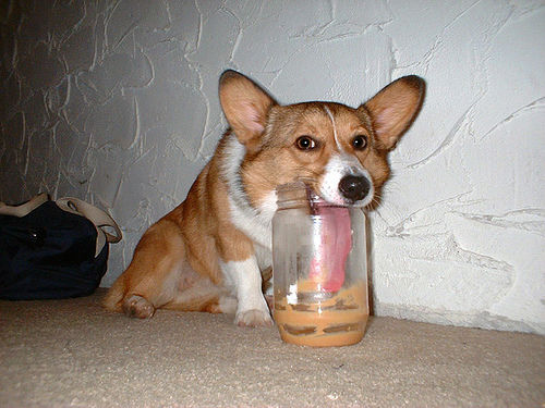 corgi.jpg