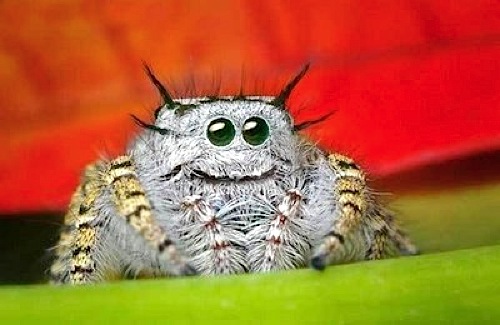 jumping_spider_eyes_9.jpg