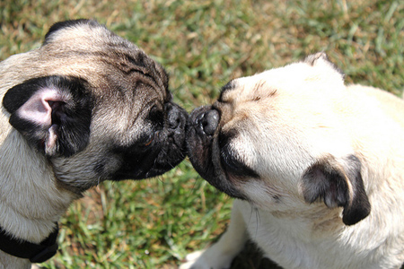 http://m.blog.hu/sz/szobacirkalo/image/pug-love.jpg