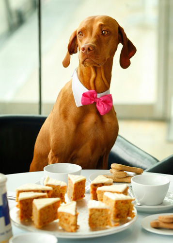Vizsla_tea_03.jpg