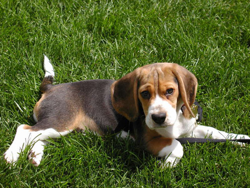 http://m.blog.hu/te/tenderlovingcake/image/beagle.jpg