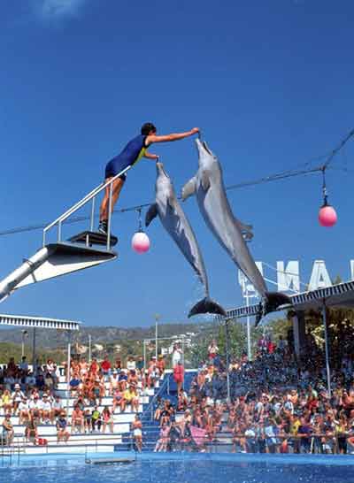 marineland-dolphin-show.jpg