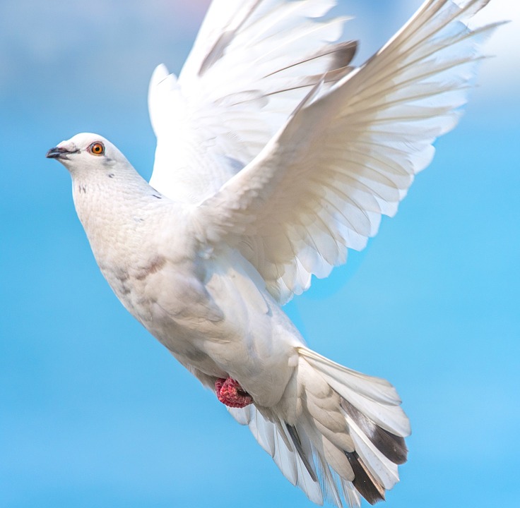 white-dove-galamb-sheldrake_tudomany_dogmak.jpg