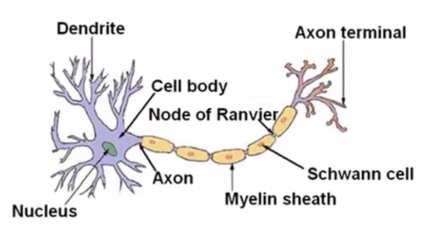 neuron.png