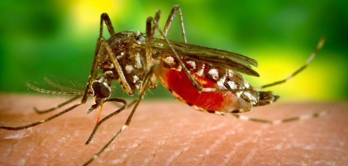 zika-moustique-702x336.jpg