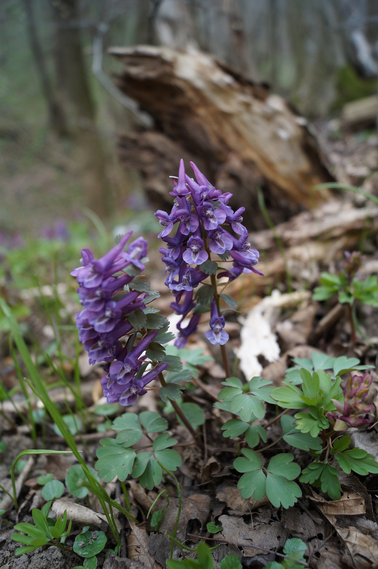 hollow-corydalis-847097_1920.jpg