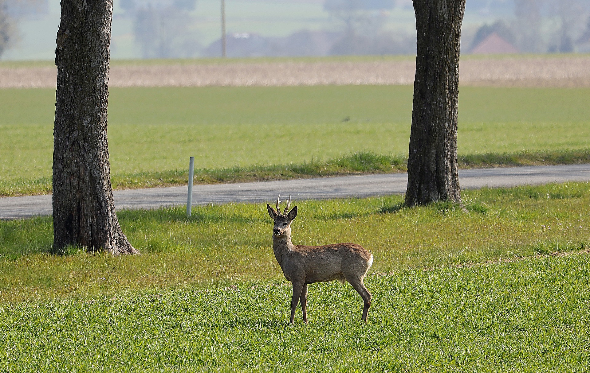 roe-deer-5027171_1920.jpg