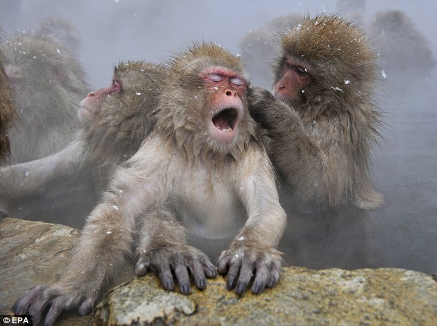 snow monkey5.jpg