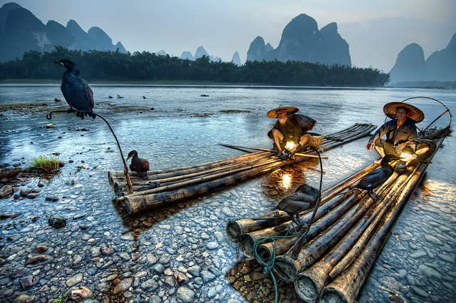 fishing with birds cormorants 2.jpg