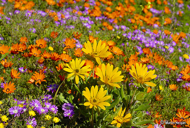 namaqualand daisy daisies 24.jpg