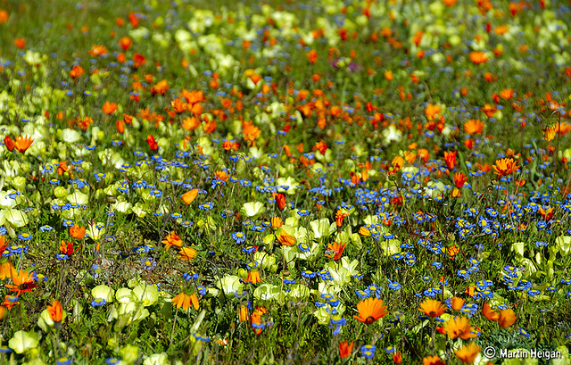namaqualand daisy daisies 25.jpg
