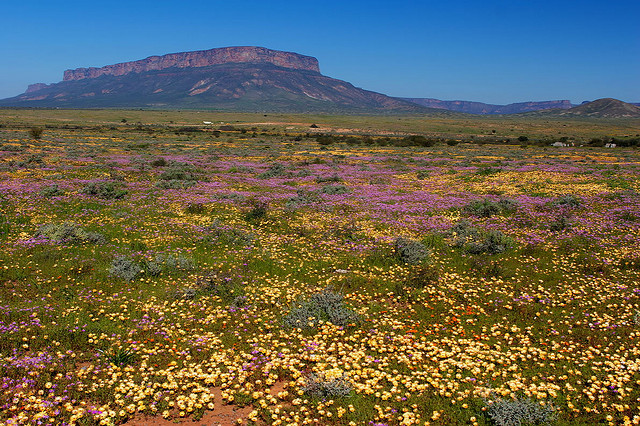 namaqualand daisy daisies 27.jpg