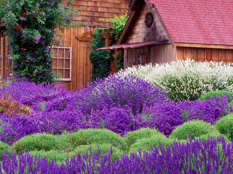 Lavender Farm Sequim.jpg
