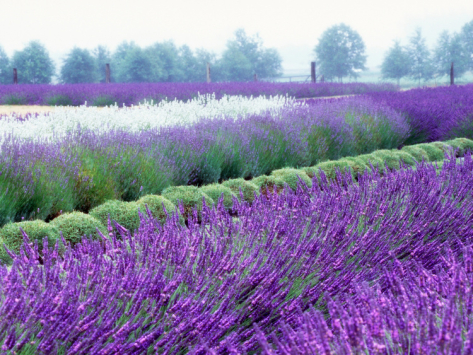 Sequim Washington USA Lavender Festival.jpg