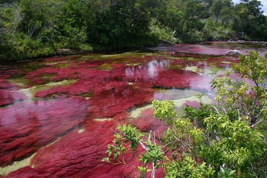 Cano Cristales2.jpg