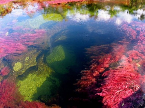 Cano Cristales4.jpg