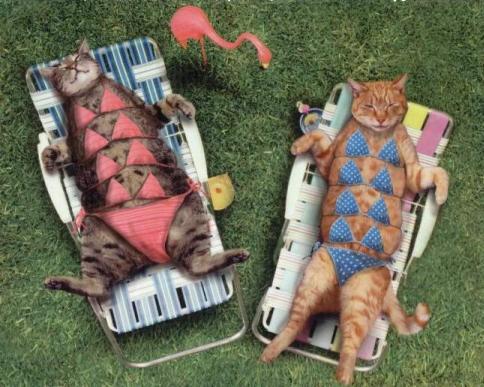 bikini_cats.jpg