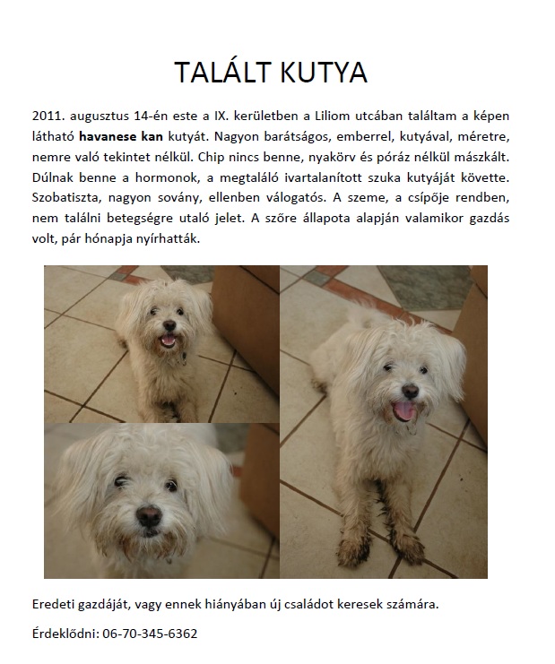 tal%C3%A1lt%20kutya.jpg