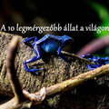 A 10 legmérgezőbb állat a világon