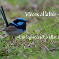 Vicces állatok – A 10 legviccesebb állat a világon