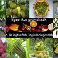 Egzotikus gyümölcsök – A 10 legfurább, legkülönlegesebb