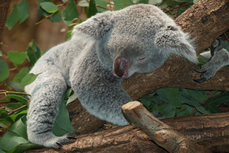 a_10_leglassabb_allat_a_vilagon_koala.jpg