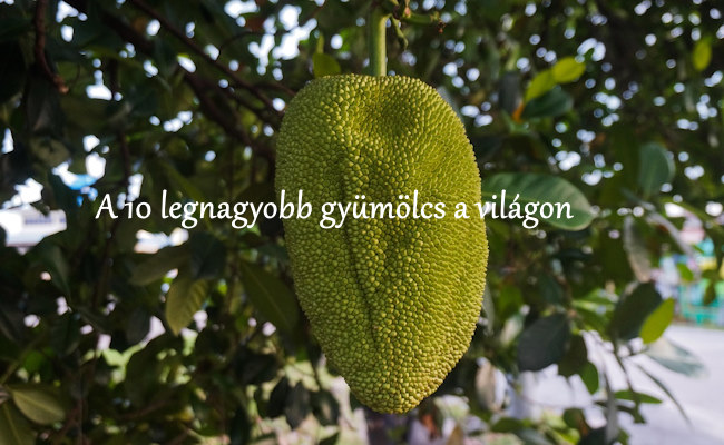 a_10_legnagyobb_gyumolcs_a_vilagon.jpg