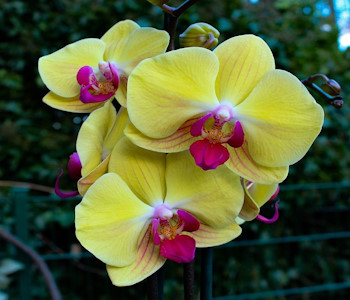 a_10_legszebb_virag_a_foldon_orchideak.jpg